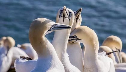 FB真人电子游戏-利物浦红军再战欧冠，豪取出线胜利，利物浦的红色