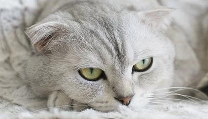 fb体育投注-【锦标赛战况】高手云集，谁能问鼎年度冠军？，锦标赛视频