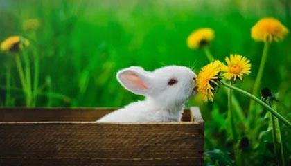 FB体育注册网址-UFC中国赛开战，李景亮TKO终结对手引发热议，李景亮ufc2021