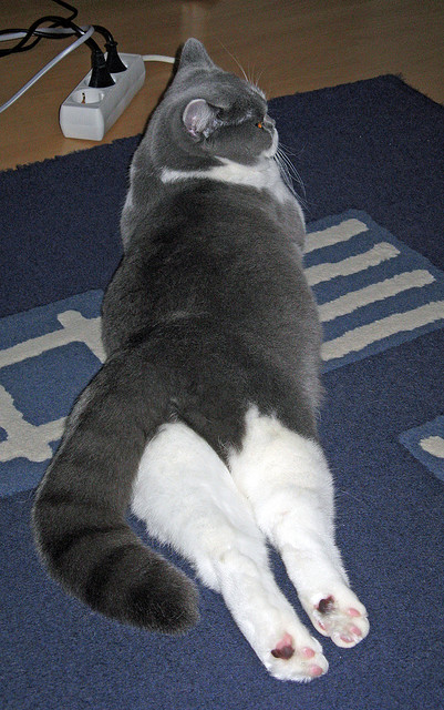 fb体育网页版-足球发展纳入国家体育强国建设规划，我国把足球纳入学校体育课程教学体系