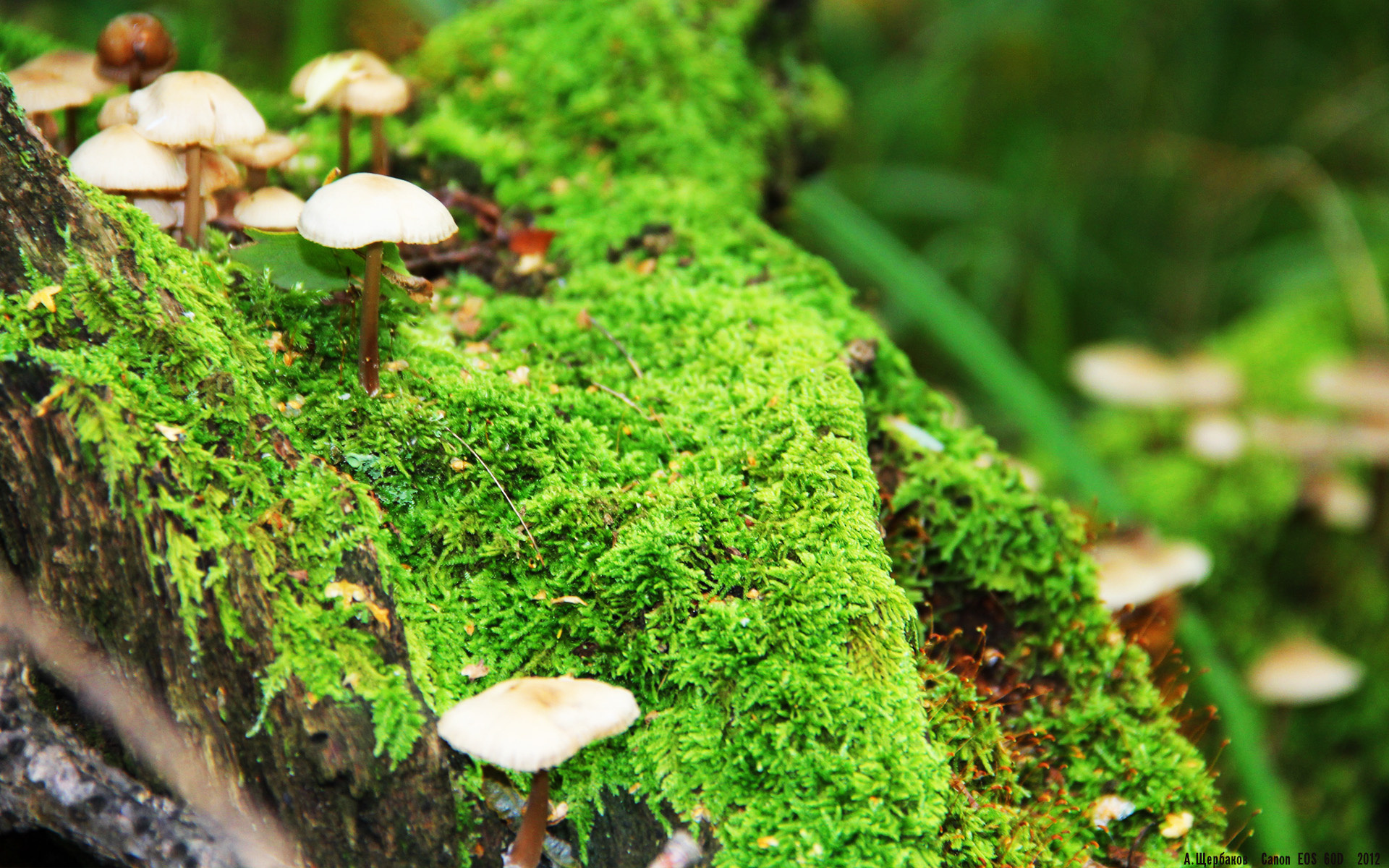 fb体育注册网址-塞维利亚客场3-1战胜莱加内斯，豪取三连胜，塞维利亚vs莱万特