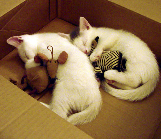 fb体育APP-篮球运动员比赛状态监测技术，篮球状况