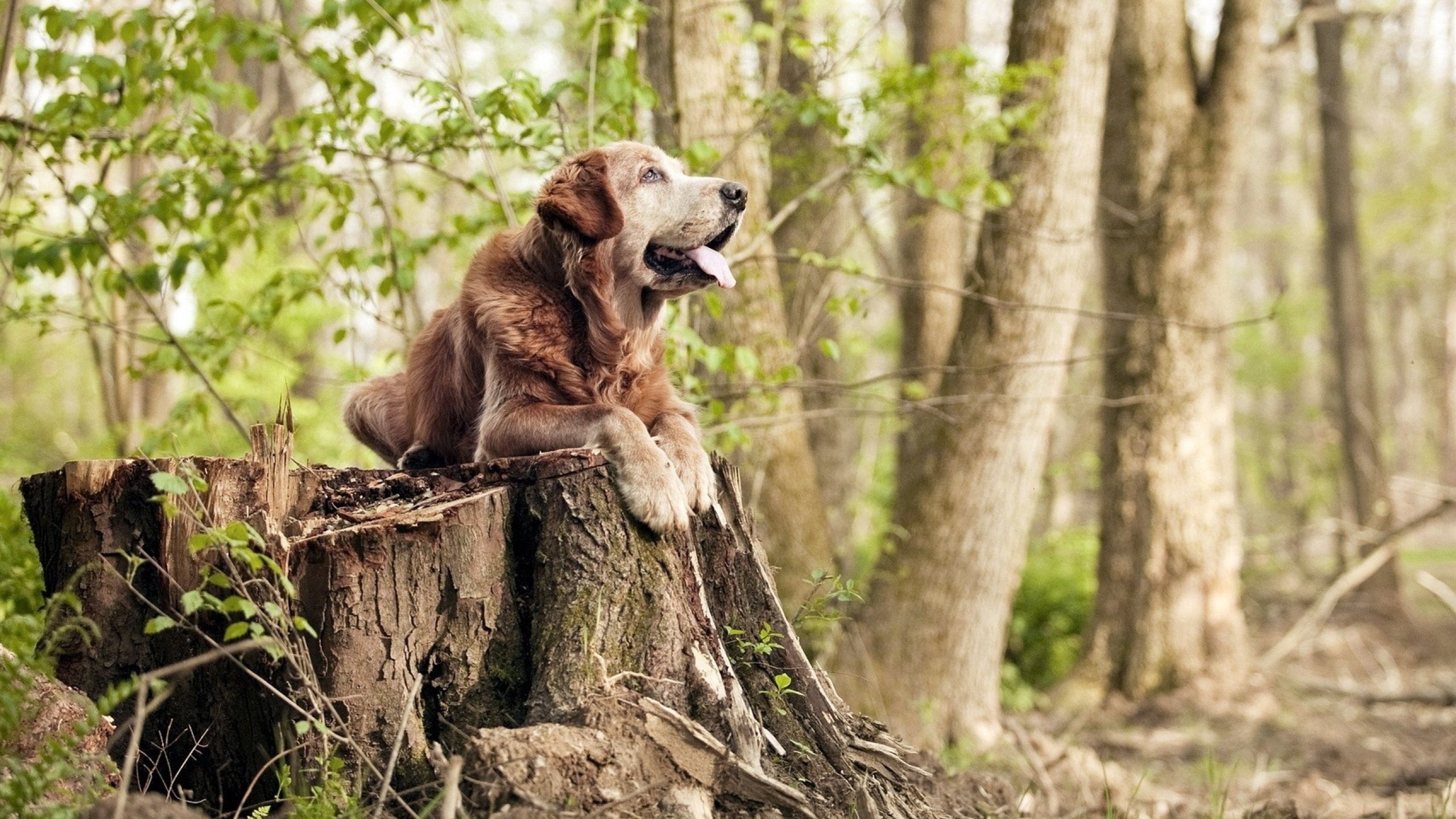 fb体育娱乐-五大联赛是否推动射门合理性评分替代总射门次数，五大联赛射手排名