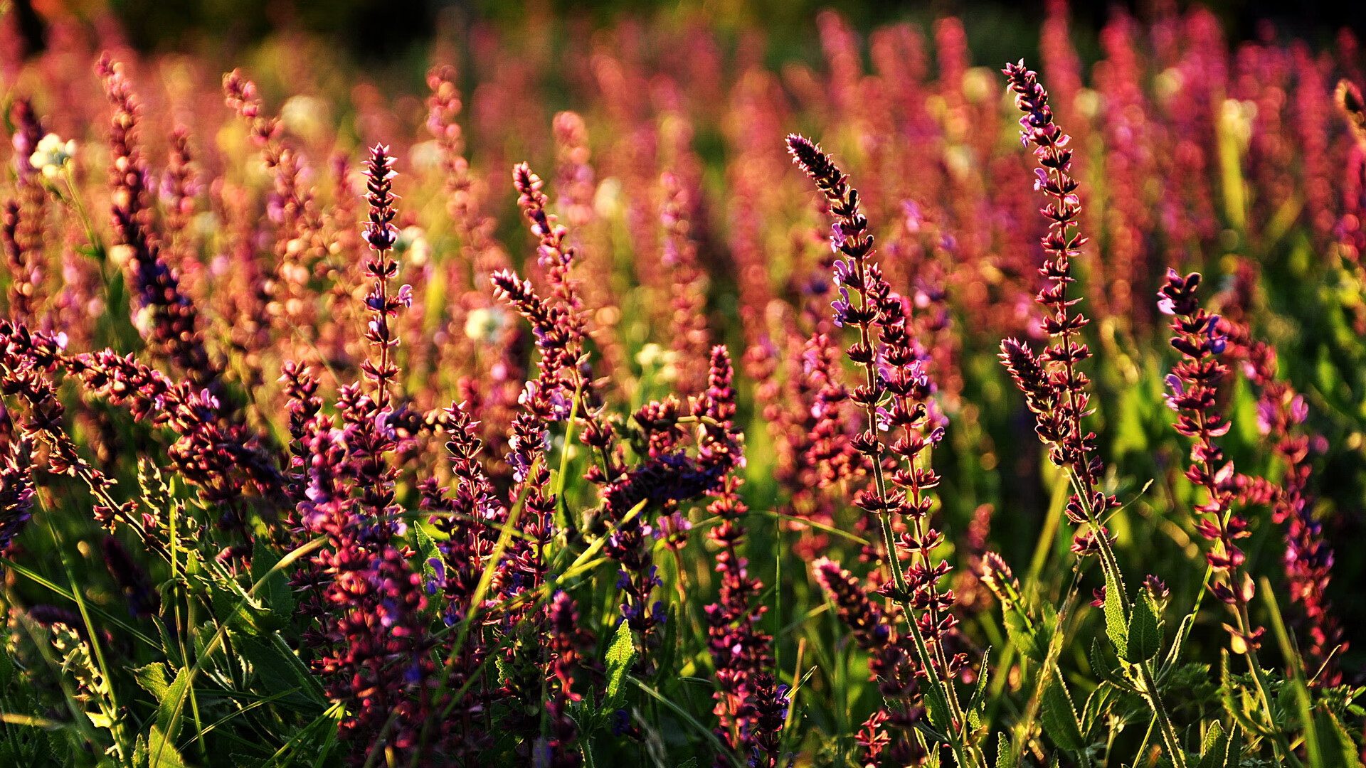 fb体育官网首页-山西Loongs季后赛三连胜队史新高诞生，山西队首次进入季后赛