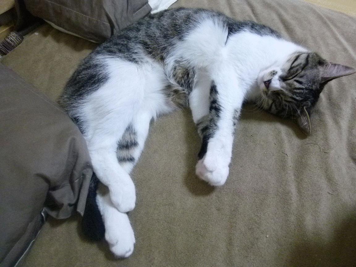 fb体育官网首页-辽宁男篮伤病困扰教练组调整战术应对，辽宁男篮教练组最新消息