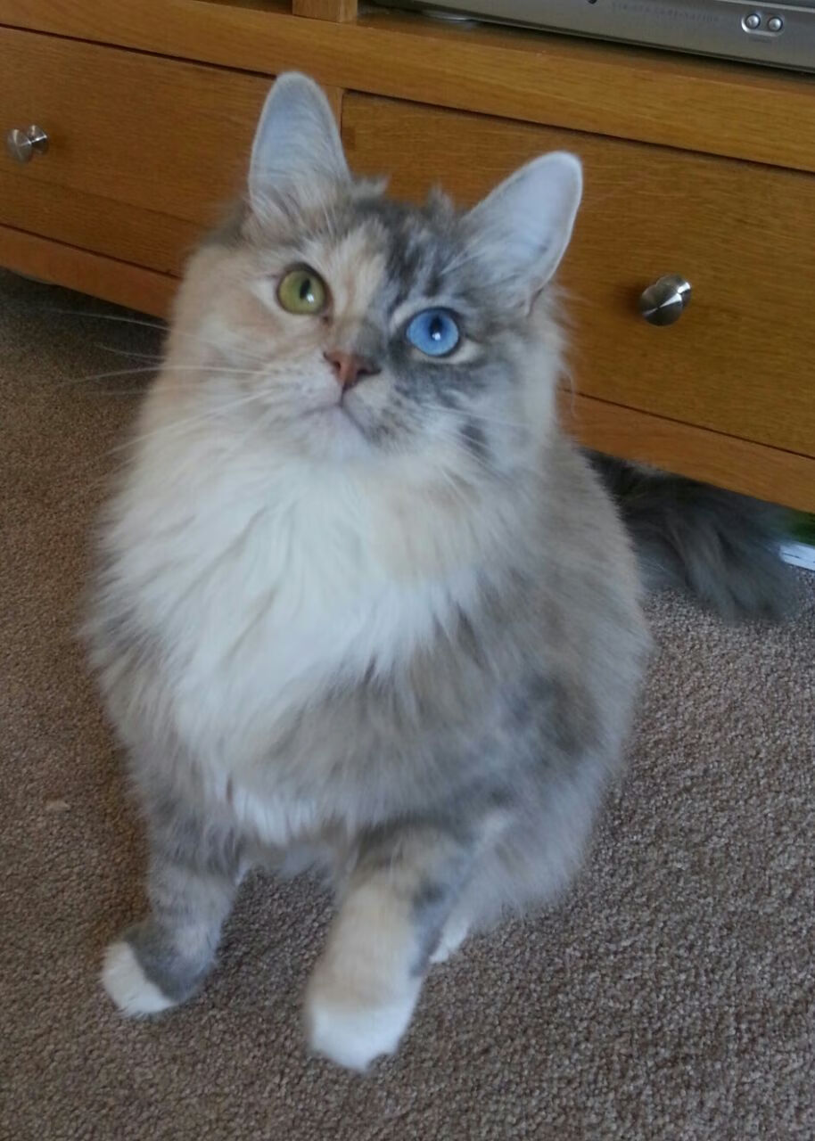 西甲球迷文化中的创新元素，西甲球队价值